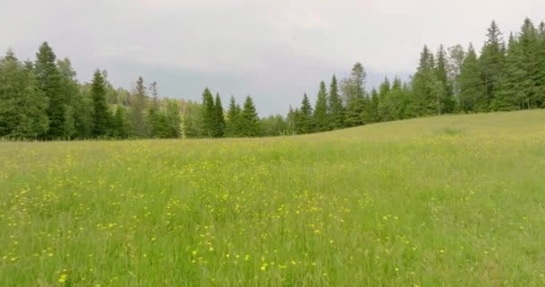 Зелений Луг Жовтими Квітами Навесні Оточенні Лісу Безпілотник — стокове відео
