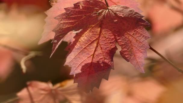 Une Belle Feuille Couleur Pourpre Avant Tomber Arbre Dans Vent — Video