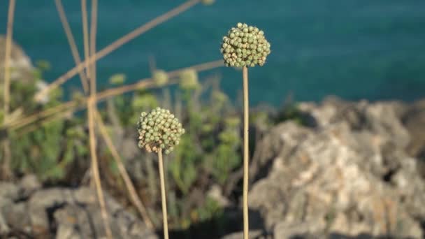 Allium Antonii Bolosii Είναι Ένας Τύπος Άγριου Κρεμμυδιού Σκόρδου Που — Αρχείο Βίντεο