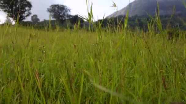 Des Prairies Vertes Vibrantes Révèlent Chaîne Montagnes Brahmagiri Ghats Occidentaux — Video