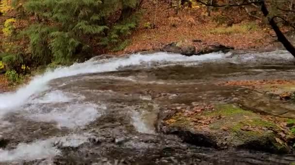 Ein Bach Fließt Über Bemooste Felsen Auf Dem Laubbedeckten Herbstwaldboden — Stockvideo