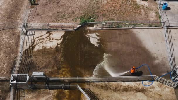 男子在牧场和空中用混凝土地面喷水清洗牛排泄物 — 图库视频影像