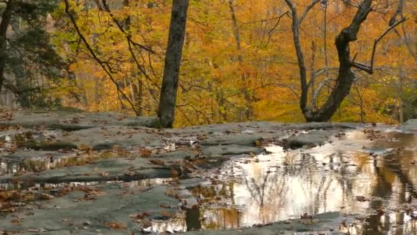 Живописная Сцена Тихих Луж Воды Среди Осенних Листьев Покрытых Деревьями — стоковое видео