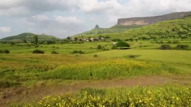 Blomsterfält Med Fantastisk Utsikt Över Brahmagiri Bergen Västra Ghats Maharashtra — Stockvideo