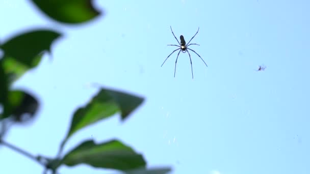 Giant Spider Cobweb Sunny Day Selective Focus Shot — Stock Video