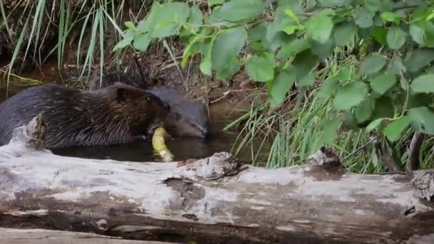 Primer Plano North American Beaver Jugando Con Una Ramita Seca — Vídeos de Stock