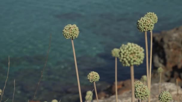 Zbliżenie Kwiatów Cebuli Majorki Zamazane Morze Śródziemne Tle Allium Antonii — Wideo stockowe