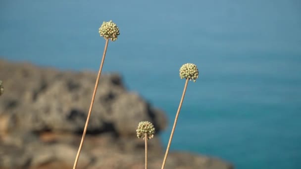 アリウムAntonii Bolosiiの丸みを帯びた花茎は 背景に青い海を持つアマリリス科の野生のタマネギの種です 一般的にはマロルカ玉ねぎと呼ばれる バレアレス諸島出身 — ストック動画