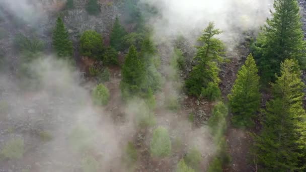 Vue Aérienne Sur Forêt Brumeuse Par Matin Lunatique Tournage Circulaire — Video