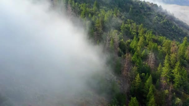 Vista Aérea Pasando Por Una Nube Niebla Bosque Las Tierras — Vídeos de Stock