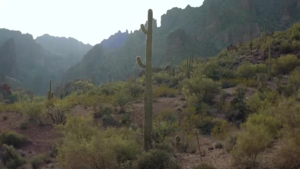 Uzun Sıska Saguaro Kaktüsü Sonoran Çölünde Mutlu Mesut Ayakta Duruyor — Stok video