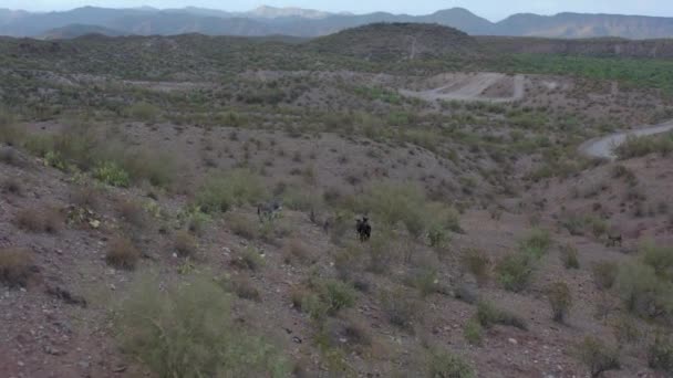 Wilde Ezels Lopen Rond Woestijn Vallei Cloudy Canyon Uitzicht Drone — Stockvideo