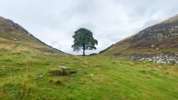 Hermosa Toma Del Árbol Sycamore Gap Robin Hood Norte Inglaterra — Vídeo de stock