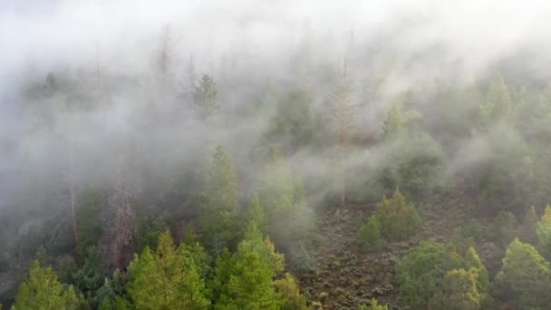 Vue Aérienne Sur Des Arbres Couverts Brouillard Milieu Bois Mystérieux — Video