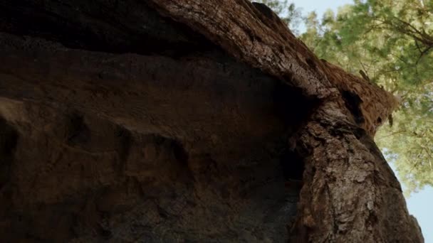 Enorme Gigante Natural Redwood Sequoia Grande Árvore Tiro Baixo Para — Vídeo de Stock