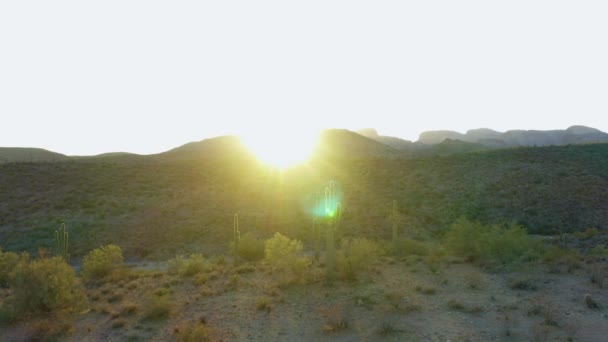 Saguaro Kaktüs Kümesi Sonoran Çölü Nün Etrafında Günbatımı Arka Planında — Stok video