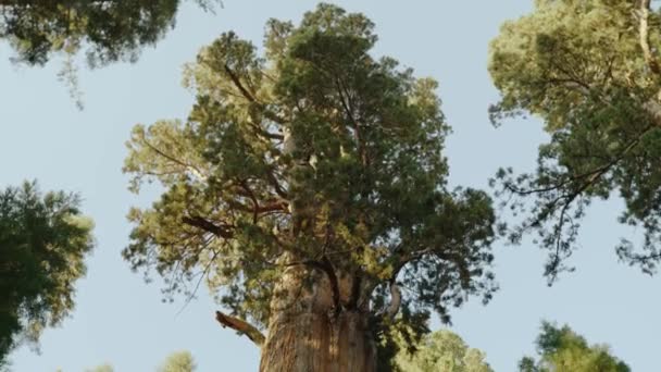 General Sherman Tree World Largest Tree Grand Perspective Pan Massive — Stock Video