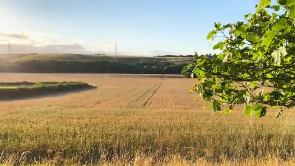 Hermoso Campo Granja Atardecer Inglaterra Con Destello Lente Cinematográfica — Vídeos de Stock