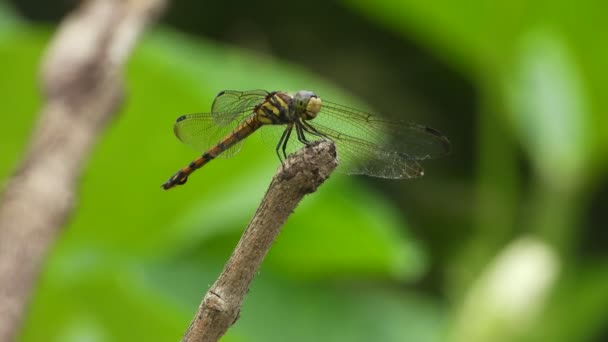 Dragonfly Wings Eyes Wind — Stock Video