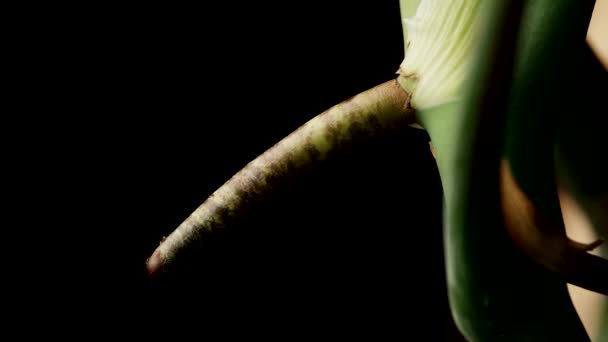 Breve Firme Raíz Una Planta Monstera Macro Shot — Vídeos de Stock