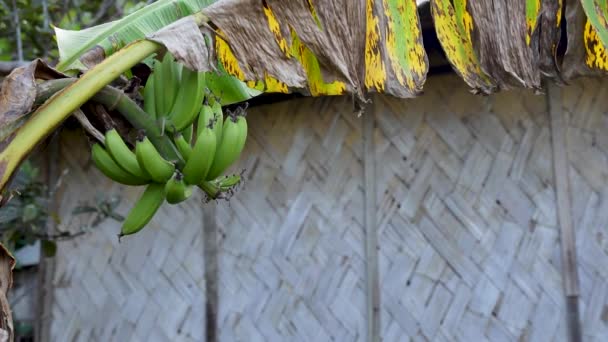 Ιστορικό Της Παραδοσιακής Υφαντής Μπαμπού Κτίριο Μίσχο Μπανάνας Στο Δέντρο — Αρχείο Βίντεο