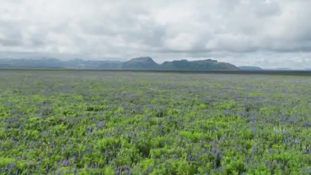 Fialová Lupine Flower Fields Poblíž Ring Road Jižním Pobřeží Islandu — Stock video