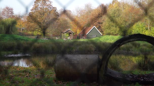 Široký Záběr Přes Plot Typické Holandské Jelení Park Pasoucí Jeleny — Stock video