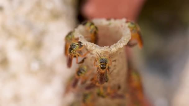 Vstup Plně Tvarovaného Hnízda Včely Bez Žihadla Angustula Tetragonisca — Stock video