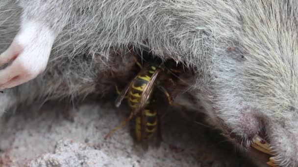 Common Wasps Feeding Dead Decomposing Brown Rat — Stock Video