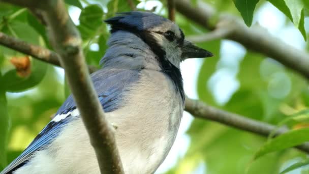 Bluejay Bird Között Zöld Levelek Csodálatos Lény Erdőben Iktatja — Stock videók