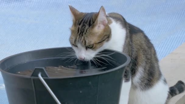 Кот Бассейне Пьет Свежую Воду Ведра — стоковое видео