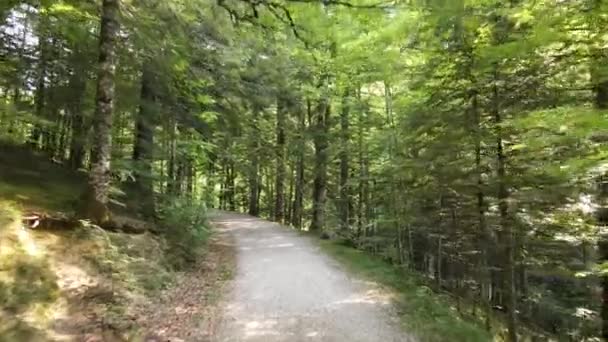 Krásný Den Zeleném Lese Selva Irati Španělsko Dolly Shot — Stock video