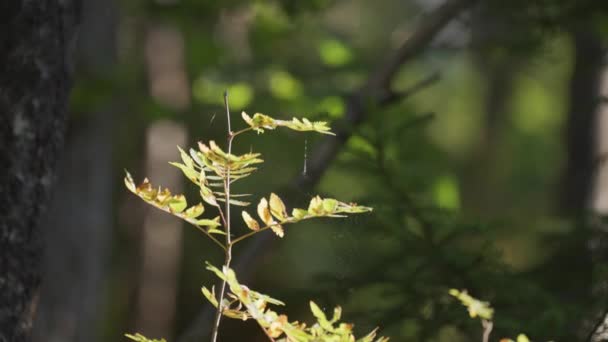 Een Close Van Delicate Boomtak Met Lichtgele Bladeren Pan Rechts — Stockvideo