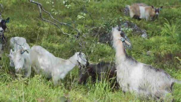 Een Kudde Zwarte Witte Geiten Grazend Weelderige Groene Weide — Stockvideo