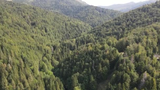 Spanyol Dağları Ndaki Çam Ağacı Tepesi Manzarası Çekim — Stok video