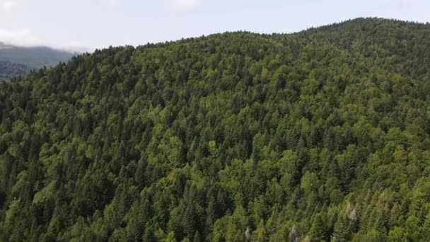 Pemandangan Hutan Pine Drone Selva Irati Hutan Spain Panning Shot — Stok Video