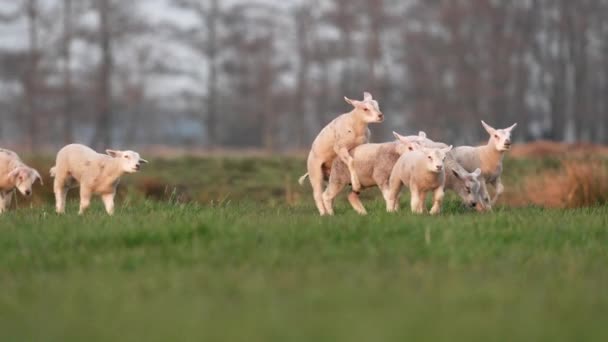 緑の牧草地の遊び心のある子羊のジャンプや周りを欺く — ストック動画