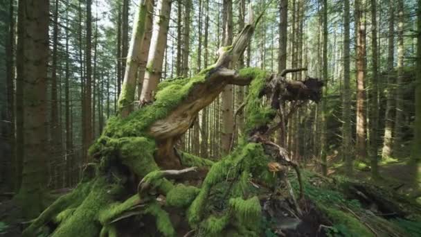 地面拍摄的苔藓覆盖的树干在森林地面 慢动作 向前开 — 图库视频影像