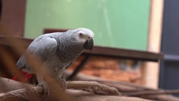 Снимок Дикой Природы Африканского Серого Попугая Конго Psittacus Erithacus Популярном — стоковое видео