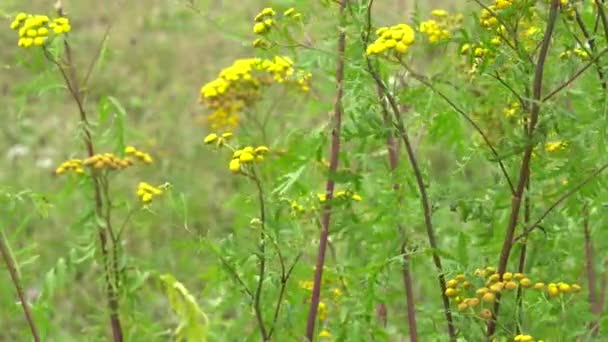 Detailní Pohled Žluté Květy Krásným Větrným Efektem — Stock video