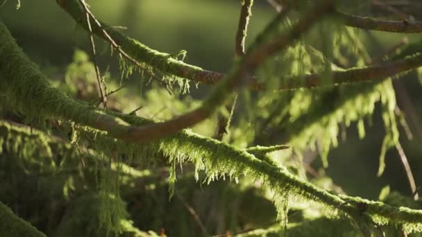 枯れ木の枝に吊るされた苔のクローズアップ — ストック動画