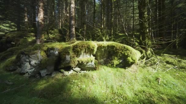 苔で覆われた森の床の地上レベルのショット 上の暗い木の塔 スローモーション パン右 — ストック動画