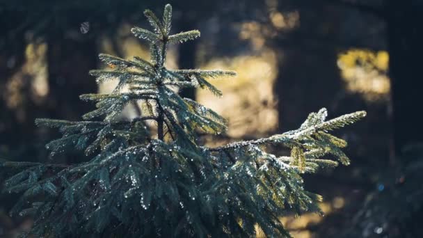 混交林里的一棵松树 雨滴盖住了针头 黑漆漆的背景潘右脚 — 图库视频影像