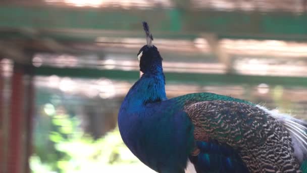 Close Shot Blue Indian Peafowl Pavo Cristatus Querendo Saber Torno — Vídeo de Stock