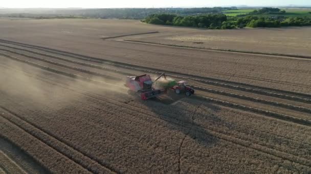 Chaser Bin Wagonの収穫機のロード穀物を農業分野 食品業界のコンセプト ドローン空中ビューのトラクターと組み合わせる — ストック動画