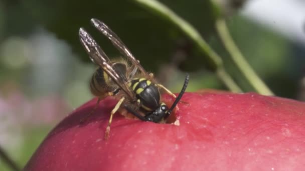 Close Van Wesp Voeden Met Verse Appel Fruit Met Gat — Stockvideo
