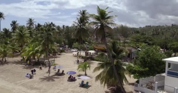 Veduta Aerea Intorno Una Palma Presso Spiaggia Jobos Puerto Rico — Video Stock