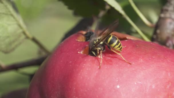 Wasp Flies Eating Red Ripe Apple Fruit Close — Stock Video