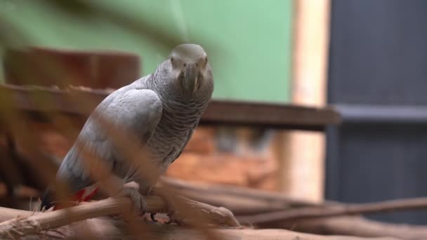 Bulanık Yeşilliklerden Geçerek Kongo Gri Papağanı Yakalamak Psittacus Erithacus Langkawi — Stok video