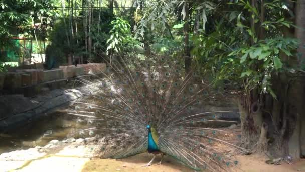 Burung Peafowl India Jantan Cristatus Pavo Memamerkan Dan Menggoyangkan Ekornya — Stok Video